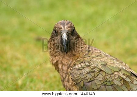 Kea - Parrot