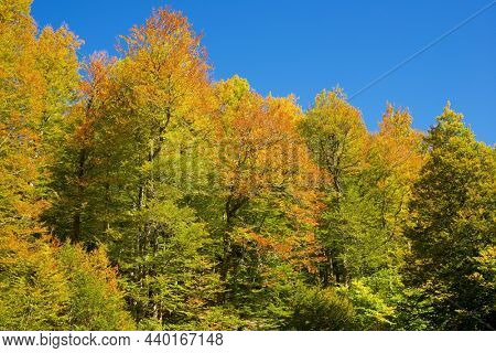 Forest in Anso Valley, Huesca Province in Aragon in Spain.