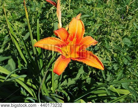 Hemerocallis Lilenik Is A Genus Of Plants Of The Lilaynikov Family Asphodelaceae. Beautiful Orange L