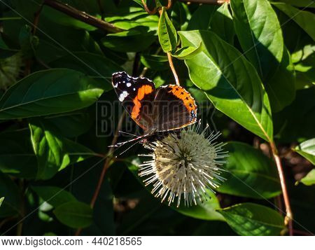 Dorsal View Of Medium Sized Butterly The Red Admiral (vanessa Atalanta) Sitting On Flowering Plant B