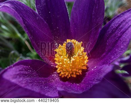 Closeup Macro Shot Of Beautiful Purple Spring Flower Pasqueflower (pulsatilla X Gayeri Simonk.) With