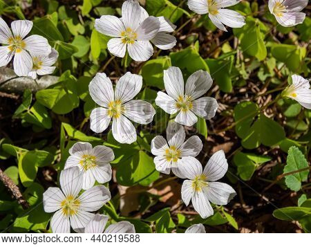 The Wood Sorrel Or Common Wood Sorrel (oxalis Acetosella) With Small, White Flowers With Pink Streak