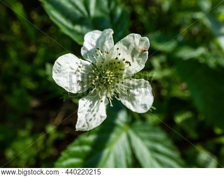 Macro Shot Of White Flower Of Dewberry Plant (rubus Caesius) In Bright Sunlight Surrounded With Fore