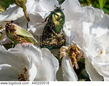 Macro Shot Of Male And Female Metallic Rose Chafers Or The Green Rose Chafers (cetonia Aurata) Matin
