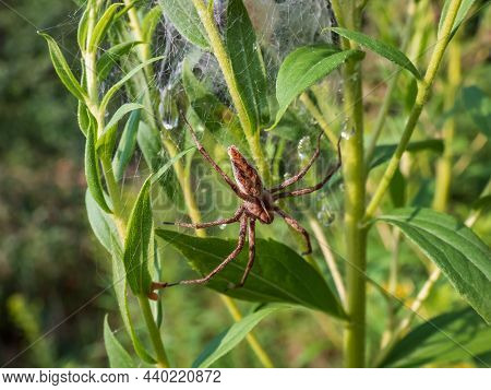 Close-up Of Brown Nursery Web Spider (pisaura Mirabilis) With Long Legs And Slender Abdomen Next To 