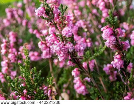 Macro Of Beautiful Pink-red, Double Flowers Of Calluna Vulgaris 'red Favorit'  In Autumn. Floral Bac
