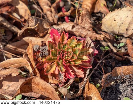 Macro Shot Of Colorful Evergreen Caucasian Stonecrop 