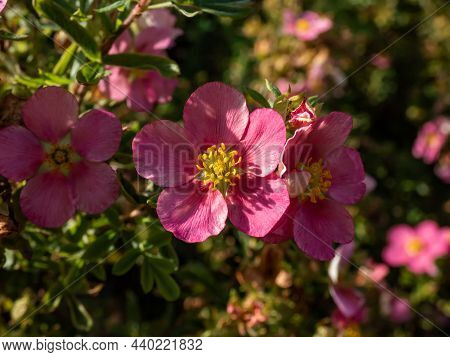 Shrubby Cinquefoil (pentaphylloides Fruticosa) 'lovely Pink' Is A Bushy Deciduous Shrub With Small, 
