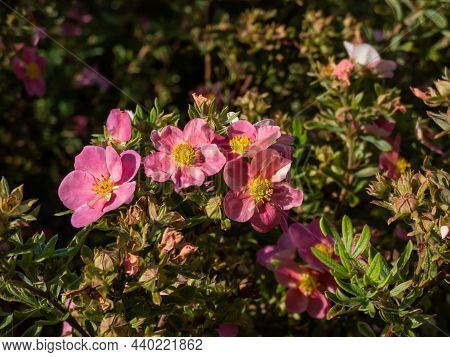 Shrubby Cinquefoil (pentaphylloides Fruticosa) 'lovely Pink' Is A Bushy Deciduous Shrub With Small, 
