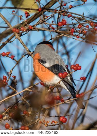 Beautiful Shot Of Adult, Male Eurasian Bullfinch (pyrrhula Pyrrhula) With Red Underparts Sitting On 