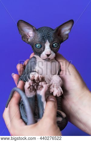 Breeder Female Of Cattery Is Holding Kitten Of Canadian Hairless Breed Of Color Black And White In H