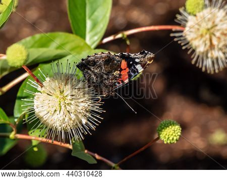 Dorsal View Of Medium Sized Butterly The Red Admiral (vanessa Atalanta) Sitting On Flowering Plant B