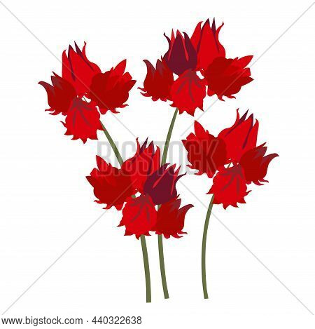 Roselle Red Flower Hand Drawn Sketch Art Design Element Stoock Vector Illustration For Web, For Prin