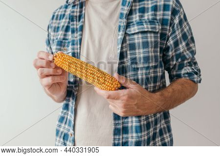 Farmer Holding Harvested Corn Cob In Hands, Unrecognizable Farm Worker In Flannel Shirt With Maize, 