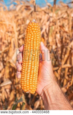 Farmer's Hand Holding Harvested Ear Of Corn In Field, Close Up With Selective Focus