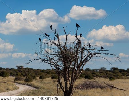 long tailed starling in the branches of a dead tree, africa, Botswana