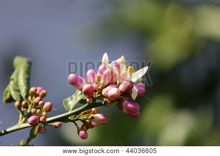Meyer Lemon Tree Flowers