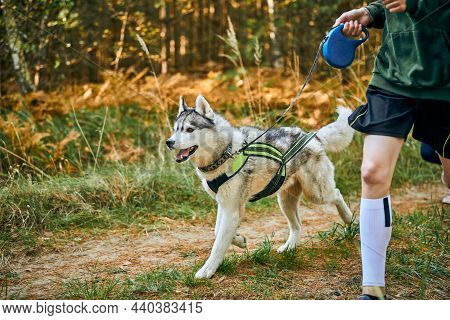 Canicross Exercises, Siberian Husky Dog Running With Children Taking Part In Canicross Race Outdoor,