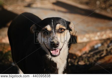Small Cute Mongrel Dog Of Black And Red With Tan Color. Mixed Breed Dog Looks Ahead With Brown Eyes