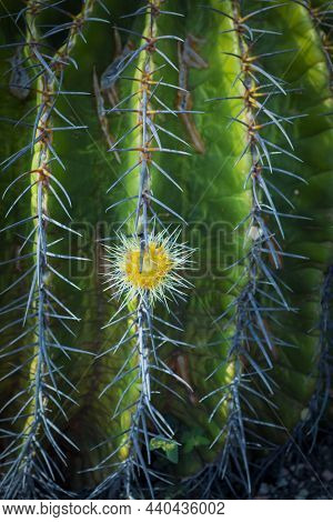 Close Up Little Pup Of Echinocactus Grusonii, Barrel Cactus