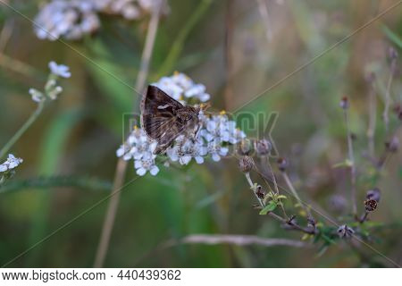 A Close-up Of An Owl Moth, Butterfly.