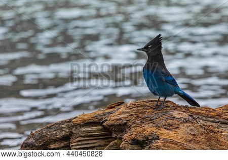 Blue Jay Bird By The River. Close Of A Blue-jay. Selective Focus, Concept Photo Birdwatching.