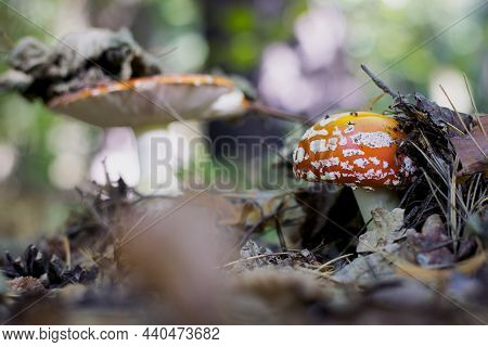 Amanita In The Forest. Two Mushrooms, Inedible, Toadstool Mushrooms, Poisonous Fly Agaric. Toxic For