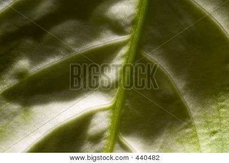 Blad