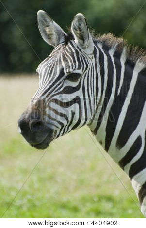 Zebra Headshot