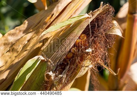 Schaan, Liechtenstein, October 14, 2021 Maize Field In Late October On A Sunny Day