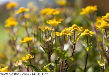 Ruggell, Liechtenstein, September 25, 2021 Blossom Of A Lovely Yellow Flower In A Domestic Garden