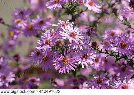 Ruggell, Liechtenstein, September 25, 2021 Blossoms Of Lovely Purple Flower In A Domestic Garden