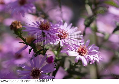 Ruggell, Liechtenstein, September 25, 2021 Blossoms Of Lovely Purple Flower In A Domestic Garden