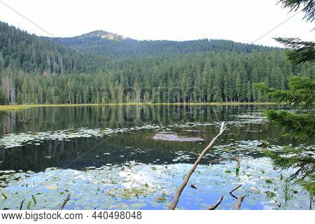 View Of The Large Arbersee At Mount Arber In The Bavarian Forest