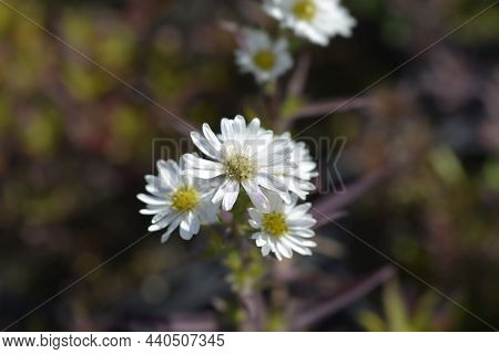 New York Aster Starletta White - Latin Name - Symphyotrichum Novi-belgii Starletta White (aster Novi
