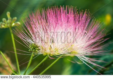 Albizia Julibrissin Tree Flower, Persian Silk Tree, Pink Silk Tree, Close Up. Pink Bloom Persian Sil