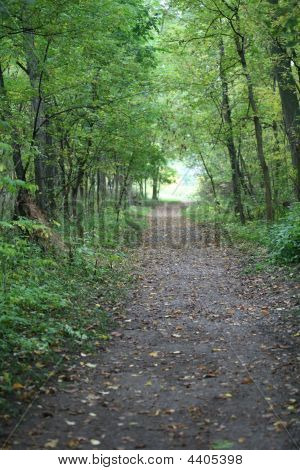Świeży zielony ścieżka przez Forrest