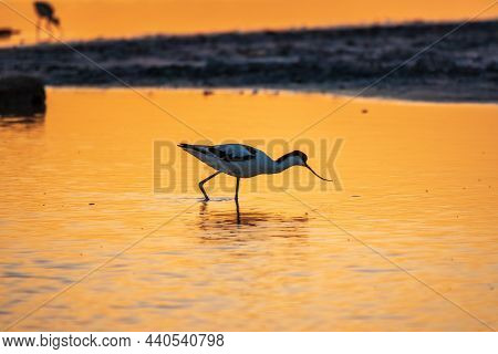 Water Bird Pied Avocet, Recurvirostra Avosetta, Standing In The Water In Orange Sunset Light. The Pi