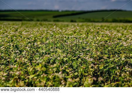 Buckwheat Blooms In The Field. White Flowers. Sky With Dark Clouds.