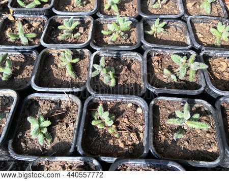 Delosperma Echinatum, Also Known As The Pickle Plant Or Ice Plant. It Is An Shrubby Succulent With B