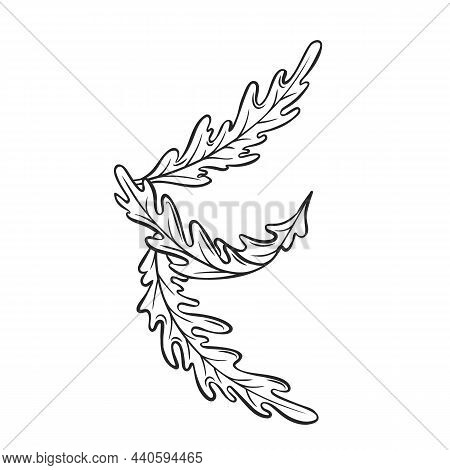 Outline Arugula Falling Concept, Levitating Arugula, Rocket, Eruca, Rucola Vector Illustration