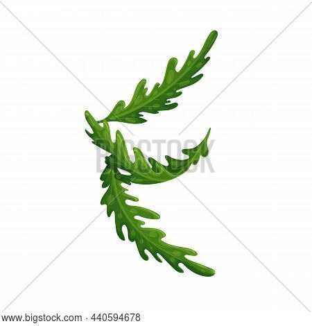Arugula Falling Concept, Levitating Arugula, Rocket, Eruca, Rucola Vector Illustration