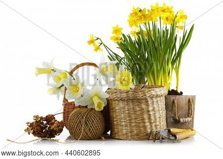 Spring flowers in pot and garden tools. Gardening floriculture farming. Still life with yellow lent lily, isolated on white background.