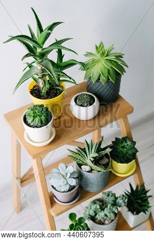Many Indoor Plants In White, Gray And Yellow Pots Stand On A Wooden Shelf. Beautiful Pots With Succu