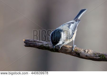 Close Up Portrait Of A Black-capped Chickadee (poecile Atricapillus) Perched On A Dead Tree Branch D