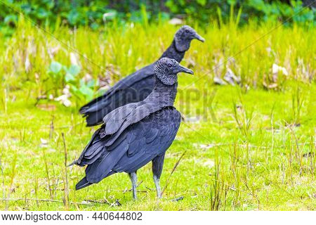 Couple Of Tropical Black Vultures Coragyps Atratus Brasiliensis On The Mangrove And Pouso Beach Gras