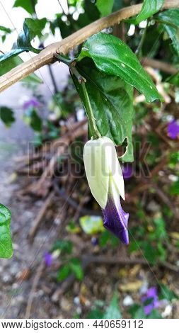 Purple Bengal Clockvine Bud In A Branch