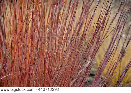 Is Native To Prairies And Woods From Maine To Alberta And Idaho, And South To Florida And Arizona. D