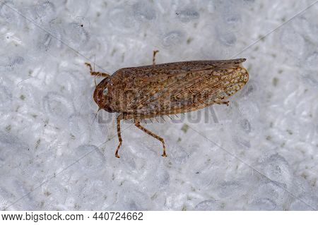 Small Typical Leafhopper Of The Tribe Gyponini