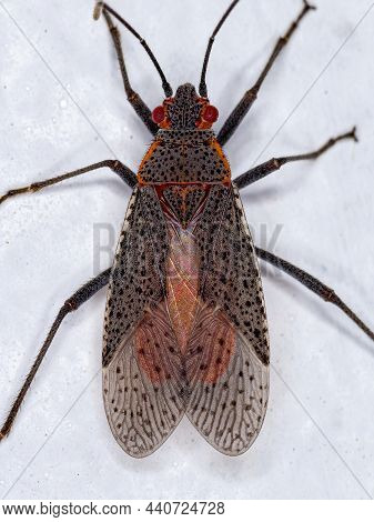 Adult Soapberry Bug Of The Genus Jadera
